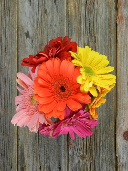  ASSORTED GERBERAS